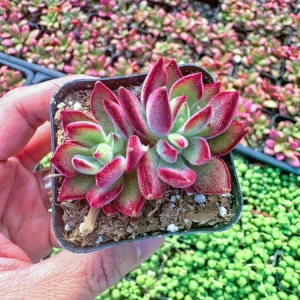 Echeveria Pulvinata 'Red Velvet' Live Succulent Plant - 2 inch Pot - Image 10