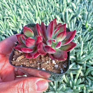 Echeveria Pulvinata 'Red Velvet' Live Succulent Plant - 2 inch Pot - Image 11