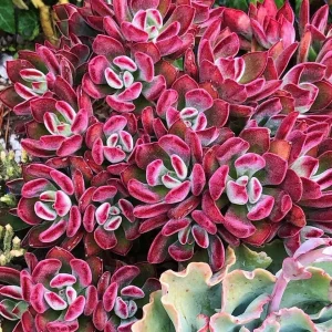 Echeveria Pulvinata 'Red Velvet' Live Succulent Plant - 2 inch Pot - Image 7