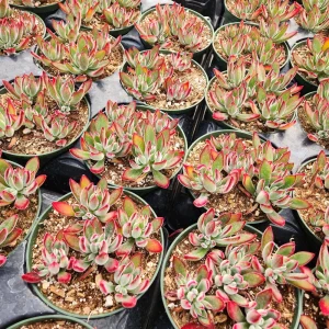 Echeveria Pulvinata 'Red Velvet' Live Succulent Plant - 2 inch Pot - Image 8