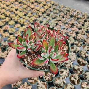 Echeveria Pulvinata 'Red Velvet' Live Succulent Plant - 2 inch Pot - Image 9