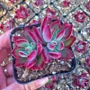 Echeveria Pulvinata 'Red Velvet' Live Succulent Plant - 2 inch Pot - Image 1