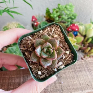 Echeveria Purposorum Live Succulent Plant - 2 Inch Potted, Black & Red - Image 2