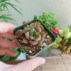 Echeveria Purposorum Live Succulent Plant - 2 Inch Potted, Black & Red - Image 1