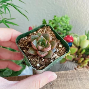 Echeveria Purposorum Live Succulent Plant - 2 Inch Potted, Black & Red - Image 1