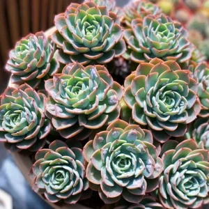 Echeveria Raindrop Live Succulent Plant – 2 inch Potted Houseplant - Image 1