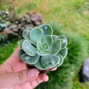 Echeveria Raindrop Succulent Live Plant – 2 inch Potted Houseplant - Image 2