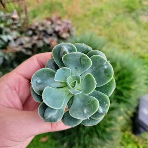 Echeveria Raindrop Succulent Live Plant – 2 inch Potted Houseplant - Image 3