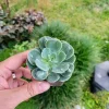 Echeveria Raindrop Succulent Live Plant – 2 inch Potted Houseplant - Image 1