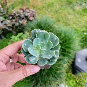 Echeveria Raindrop Succulent Live Plant – 2 inch Potted Houseplant - Image 1