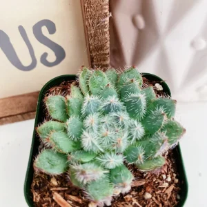 Echeveria Setosa Live Plant - Mexican Firecracker Succulent, 2-4 inch Pot - Image 2