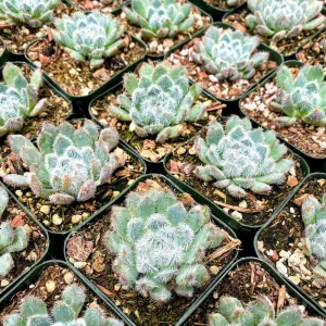 Echeveria Setosa Live Plant - Mexican Firecracker Succulent, 2-4 inch Pot - Image 5