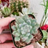 Echeveria Setosa Live Plant - Mexican Firecracker Succulent, 2-4 inch Pot - Image 1