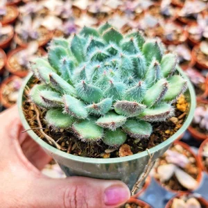 Echeveria Setosa Live Plant - Mexican Firecracker Succulent, 2-4 inch Pot - Image 6