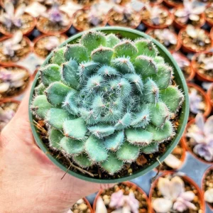 Echeveria Setosa Live Plant - Mexican Firecracker Succulent, 2-4 inch Pot - Image 7