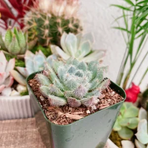 Echeveria Setosa Live Succulent Plant – Mexican Firecracker – 2 inch or 4 inch Pot - Image 4