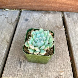 Echeveria Setosa Live Succulent Plant – Mexican Firecracker – 2 inch or 4 inch Pot - Image 5
