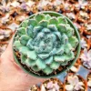 Echeveria Setosa Live Succulent Plant – Mexican Firecracker – 2 inch or 4 inch Pot - Image 1