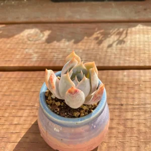 Echeveria Succulent Live Plant – Rare Indoor Potted with Pot & Soil – 1.25 inch Plant - Image 2