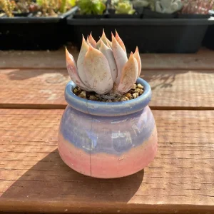 Echeveria Succulent Live Plant – Rare Indoor Potted with Pot & Soil – 1.25 inch Plant - Image 3