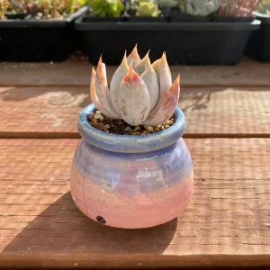 Echeveria Succulent Live Plant – Rare Indoor Potted with Pot & Soil – 1.25 inch Plant - Image 4