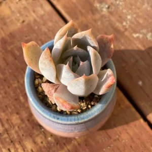 Echeveria Succulent Live Plant – Rare Indoor Potted with Pot & Soil – 1.25 inch Plant - Image 1