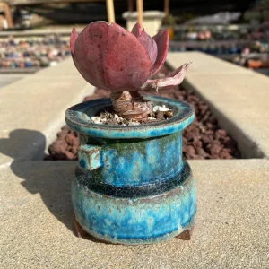 Echeveria 'Suyon' Succulent Live Plant - Rare Rosette, 3 inch Plant - Image 2