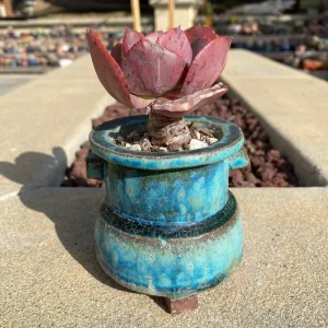 Echeveria 'Suyon' Succulent Live Plant - Rare Rosette, 3 inch Plant - Image 3