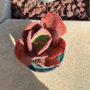 Echeveria 'Suyon' Succulent Live Plant - Rare Rosette, 3 inch Plant - Image 4