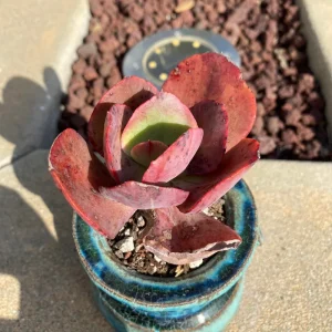 Echeveria 'Suyon' Succulent Live Plant - Rare Rosette, 3 inch Plant - Image 1