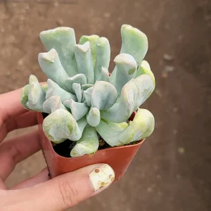 Echeveria Topsy Turvy Live Succulent Plant - 2 inch Pot - Indoor/Outdoor - Image 2