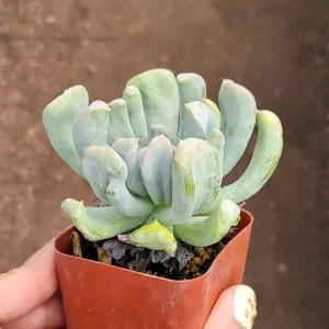 Echeveria Topsy Turvy Live Succulent Plant - 2 inch Pot - Indoor/Outdoor - Image 3