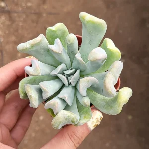 Echeveria Topsy Turvy Live Succulent Plant - 2 inch Pot - Indoor/Outdoor - Image 4