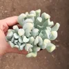Echeveria Topsy Turvy Live Succulent Plant - 2 inch Pot - Indoor/Outdoor - Image 1