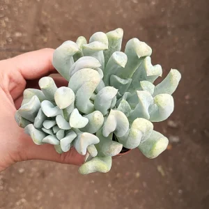 Echeveria Topsy Turvy Live Succulent Plant - 2 inch Pot - Indoor/Outdoor - Image 1