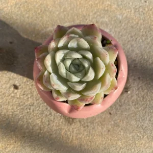Echeveria White Elegans Alba Succulent Live Plant - Rare 2.25 inch - Image 2