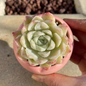 Echeveria White Elegans Alba Succulent Live Plant - Rare 2.25 inch - Image 3