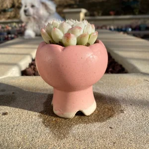 Echeveria White Elegans Alba Succulent Live Plant - Rare 2.25 inch - Image 4