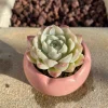 Echeveria White Elegans Alba Succulent Live Plant - Rare 2.25 inch - Image 1