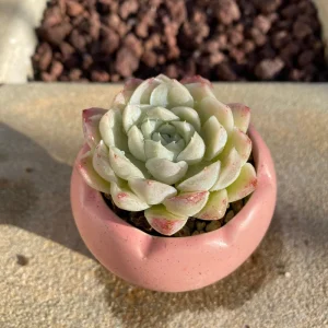 Echeveria White Elegans Alba Succulent Live Plant - Rare 2.25 inch - Image 1
