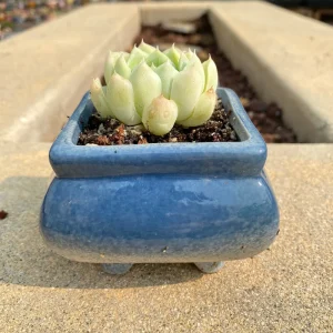Echeveria White Elegans Succulent Live Plant - 2.0 Inch Plant, Low Maintenance Indoor/Outdoor - Image 2