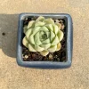 Echeveria White Elegans Succulent Live Plant - 2.0 Inch Plant, Low Maintenance Indoor/Outdoor - Image 1