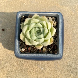 Echeveria White Elegans Succulent Live Plant - 2.0 Inch Plant, Low Maintenance Indoor/Outdoor - Image 1