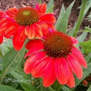 Echinacea Sombrero Poco 'Hot Coral' Coneflower Live Plant - Hardy Zones 4-9 - Image 2
