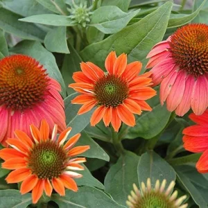 Echinacea Sombrero Poco 'Hot Coral' Coneflower Live Plant - Hardy Zones 4-9 - Image 3