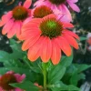 Echinacea Sombrero Poco 'Hot Coral' Coneflower Live Plant - Hardy Zones 4-9 - Image 1