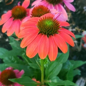 Echinacea Sombrero Poco 'Hot Coral' Coneflower Live Plant - Hardy Zones 4-9 - Image 1
