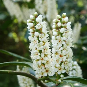 English Laurel Live Plant – Prunus laurocerasus Shrub – 4-8 inch Starter Plant - Image 2