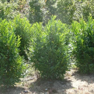 English Laurel Live Plant – Prunus laurocerasus Shrub – 4-8 inch Starter Plant - Image 4