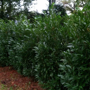 English Laurel Live Plant – Prunus laurocerasus Shrub – 4-8 inch Starter Plant - Image 5